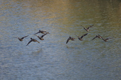 Fly