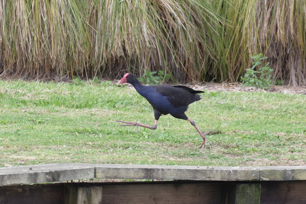 PUKEKO3