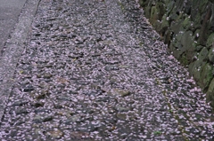 さくらの絨毯