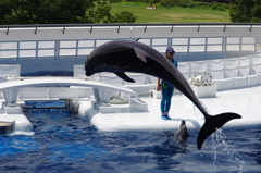 水族館イルカショー１３