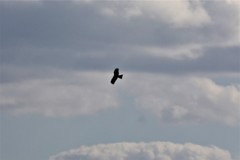 鳶　秋空