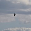 鳶　秋空