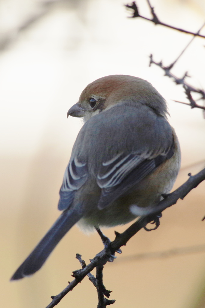 見返り百舌鳥