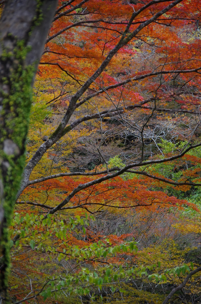 箕面の山紅葉３