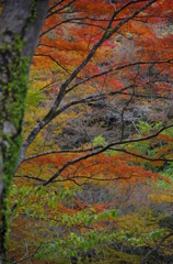 箕面の山紅葉３