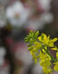 菜の花とさくら