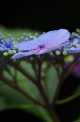 紫陽花