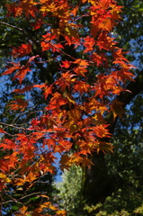 紅葉
