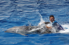 水族館イルカショー９