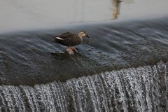 カモ食事中