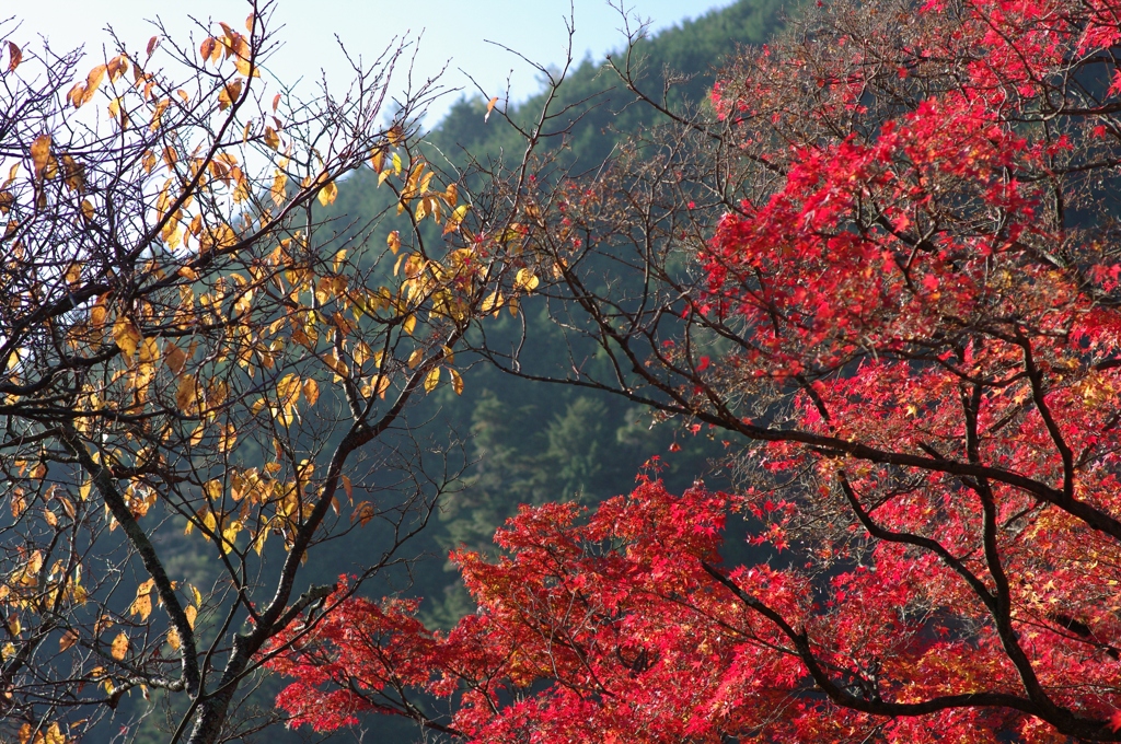 山里の風景