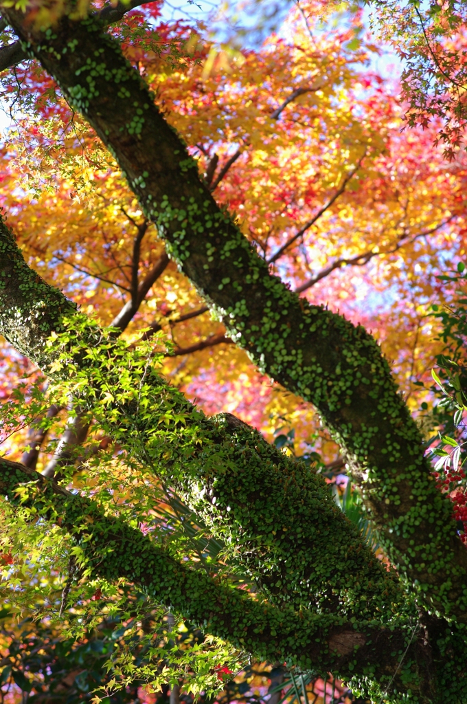 山の息吹き