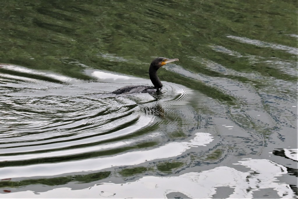 朝のカワウ