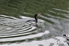 朝のカワウ
