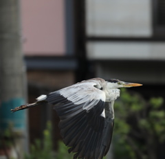 アオサギ　飛ぶ
