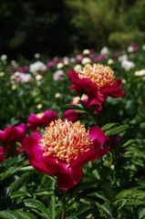 芍薬（シャクヤク）花ざかり