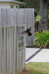 Another bird in NZ