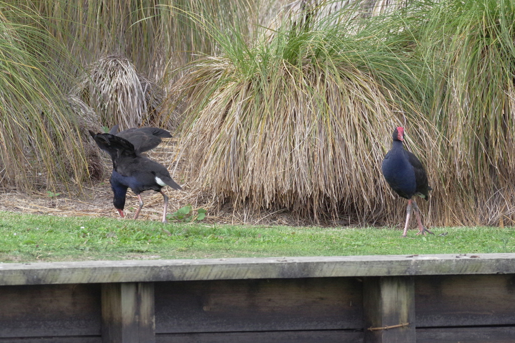PUKEKO
