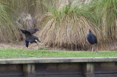PUKEKO