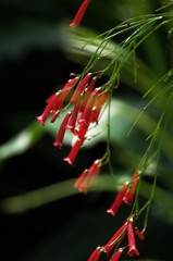 温室の花