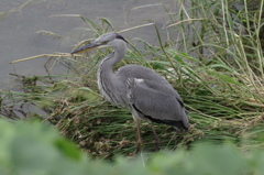 Young　アオサギ２