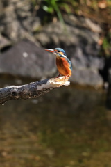 カワセミ１