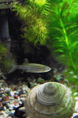 Zebrafish