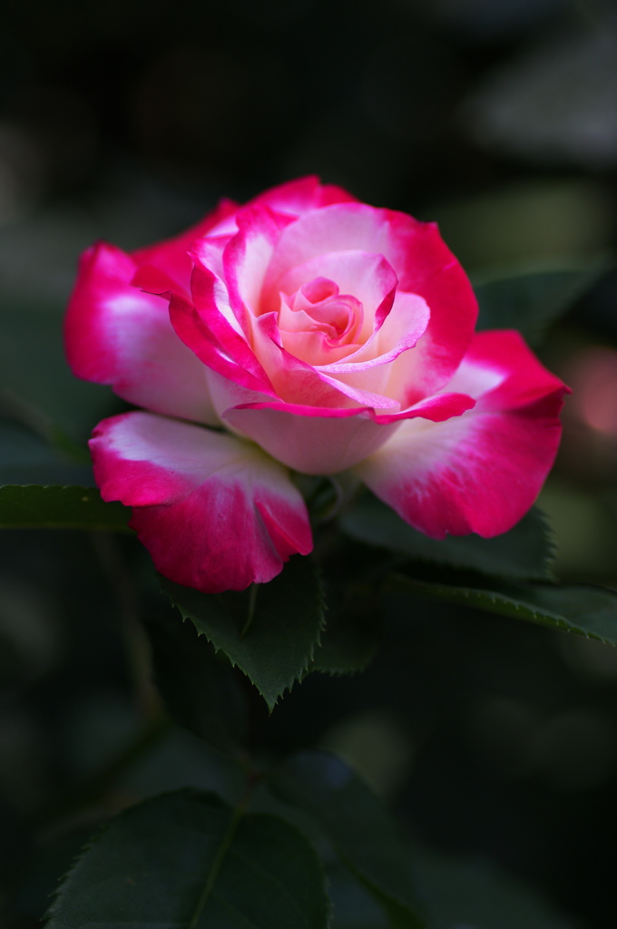 薔薇の香り