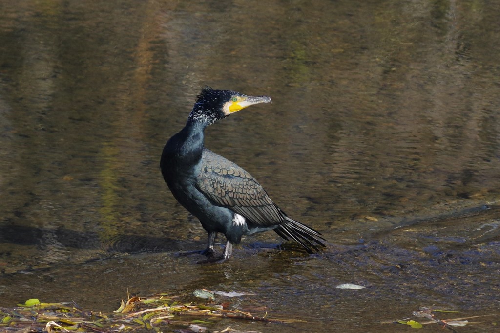 見返りカワウ