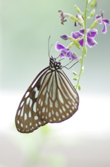 温室の蝶１０