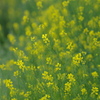 菜の花２