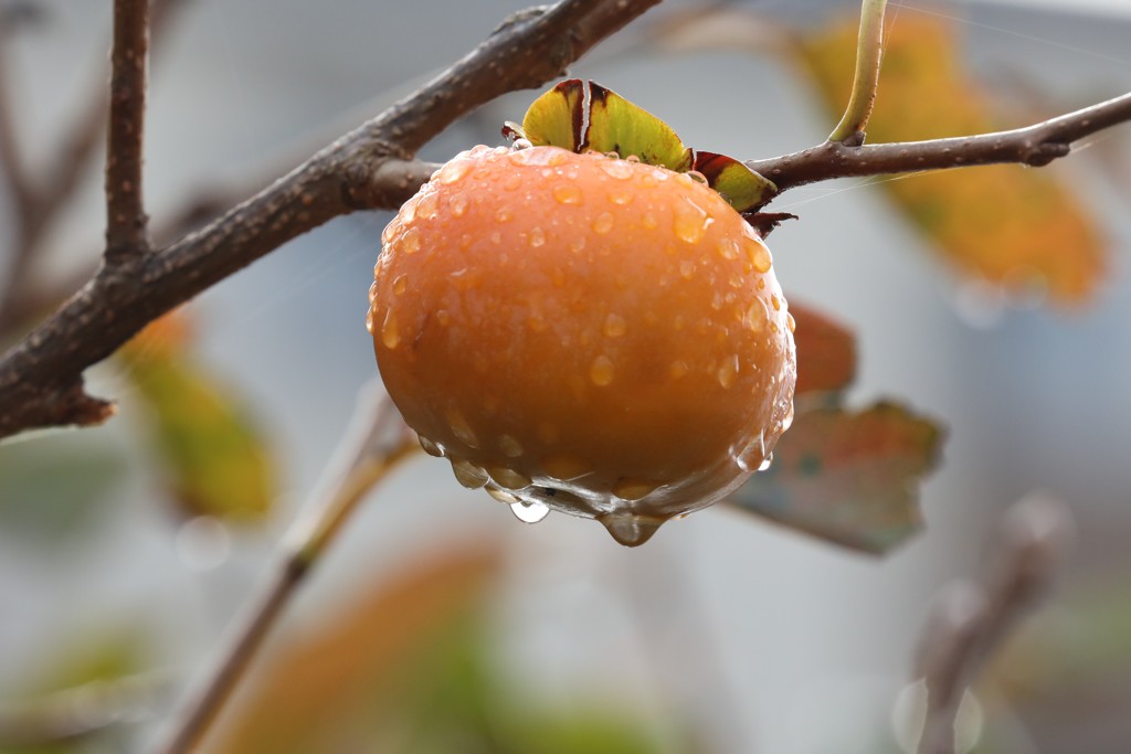 雨柿