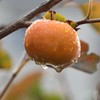雨柿