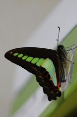 寒さを我慢して