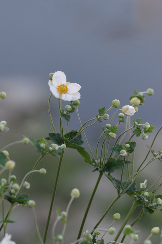 White flower