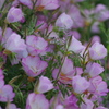 路傍の花
