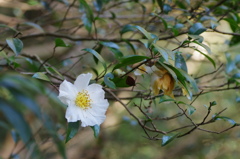 山茶花