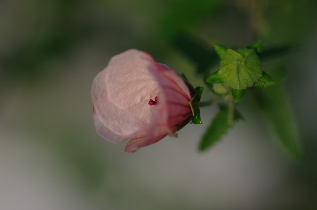 木槿