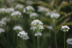 韮の花