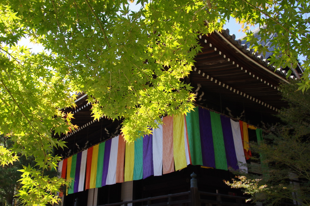 境内より伽藍を望む