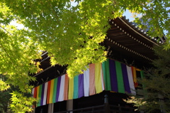 境内より伽藍を望む