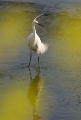 Spring dance; pose three