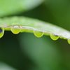 Green destiny