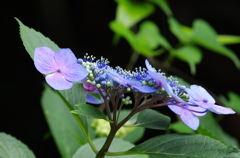 6月の花　ノートリ