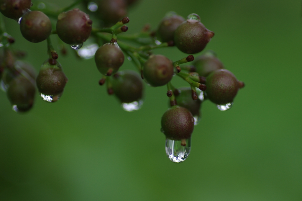 雨あがり