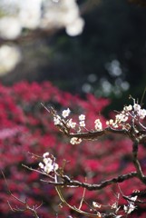 紅白梅合戦