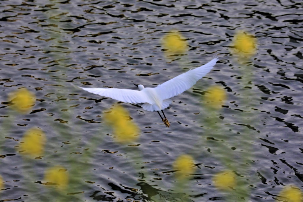 白鷺と菜の花