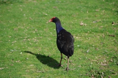 PUKEKO１