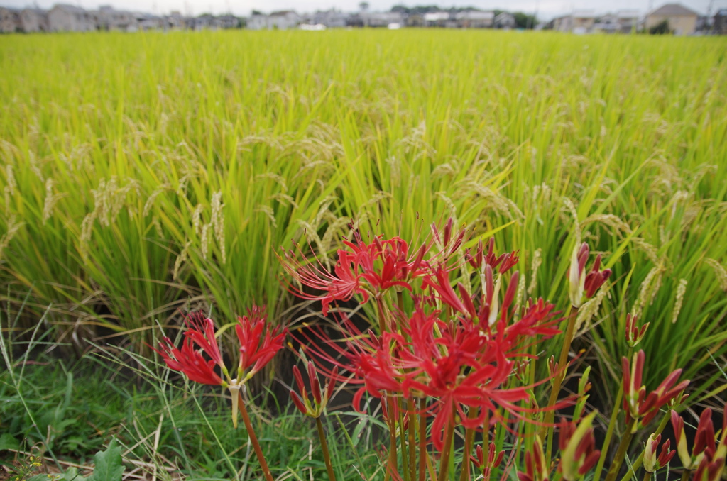 彼岸花のある風景