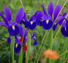 花菖蒲